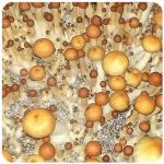 Псилоцибиновые (галлюциногенные)  грибы Psilocybin "Golden Teacher" в Вольске